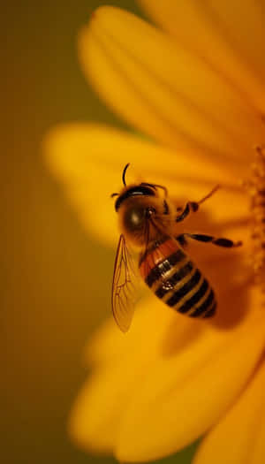 skoonheid,blomme,blom,varsheid,flora,natuurlik,lente,vars,close-up,eenvoudig,foto,plant — Lente Muurpapier