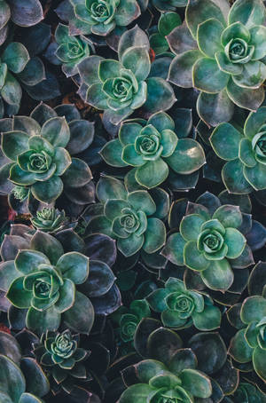 Echeveria vetplant groen estetiese agtergrond