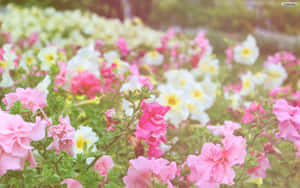 Pienk Blomme-agtergrond