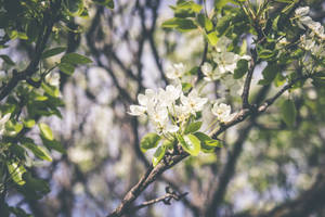 Blomme gedurende lente seisoen agtergrond