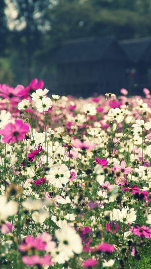 Blommeveld Floral Iphone
