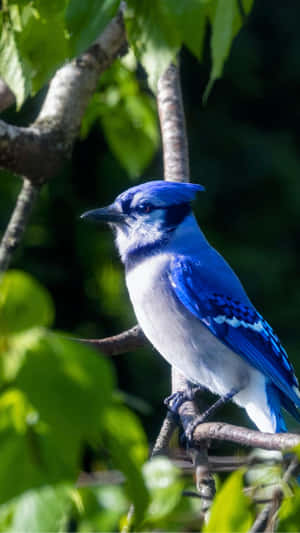 VOËL,GAAI,NATUUR,WILDLIFE,BOS,,BLOU GAAI,SITTEND,TAK,WILD,BOSWELD,PARK,BUITELUIS,DIER