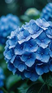 Kalmerende muurpapier van blou hortensia blomme met reëndruppels, koel kleure. — Blom esteties Muurpapier
