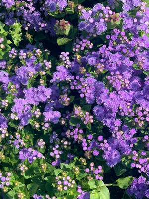 Bluemink-blomme Blomme iPhone