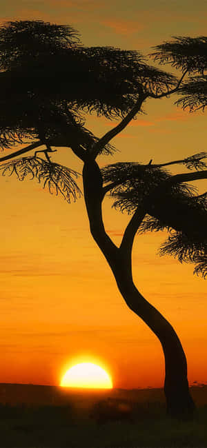 Boom Silhoeet Portret in Masai Mara — Oppo Reno16 Pro Muurpapier