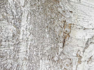 detail, houtagtig, agtergrond, materiaal, verweer, stam, abstrak, boom, tekstuur, oud, oppervlak, natuurlik, hout, patroon, grof, veroudering, plant, naby, omgewing — Abstrak Muurpapier