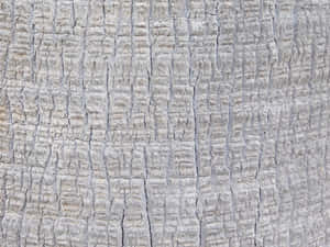 detail, houtagtig, agtergrond, materiaal, verweer, stam, abstrak, boom, tekstuur, oud, oppervlak, natuurlik, hout, patroon, grof, veroudering, plant, nabyfoto, omgewing — Abstrak Muurpapier