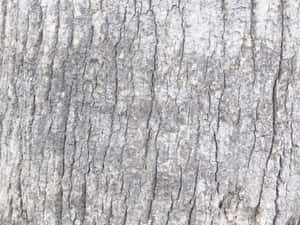 detail, hout, agtergrond, materiaal, verweer, stam, abstrak, boom, tekstuur, oud, oppervlak, natuurlik, hout, hout, patroon, growwe, veroudering, plant, naby, omgewing — Abstrak Muurpapier