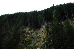 Bos Bergrand-agtergrond