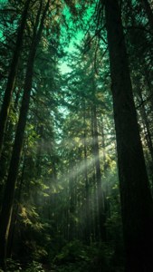 Sunbeams break through a forest canopy into a green sky above. — iPhone 8 Muurpapier