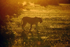 Botswana Sonlig Leeuwyfie — Leeu Muurpapier