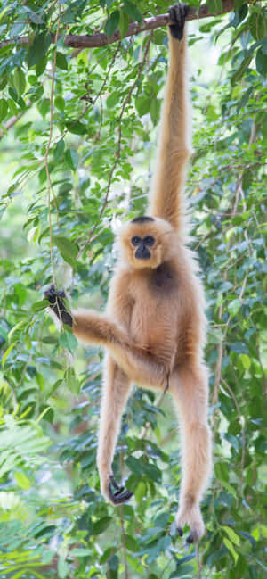Iphone Xs Max Gibbon Agtergrond — iPhone 13 Pro Max Muurpapier