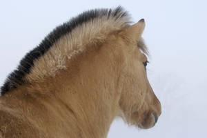 Oulike bruin perd in winter sneeu agtergrond