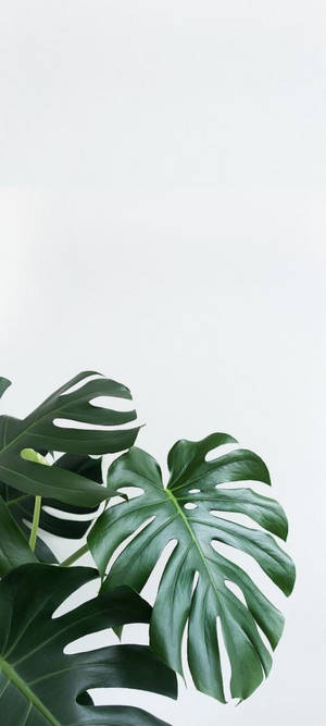 Byskrif: Switserse kaasplant teen wit muur — Nubia A77 Muurpapier