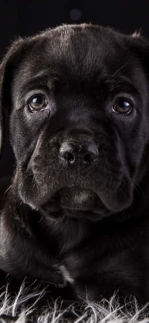 Cane Corso agtergrond — CMF Phone Muurpapier