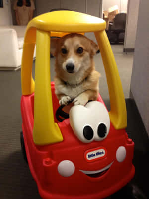 Corgi Snaakse Prente — iPad Air 13 Muurpapier