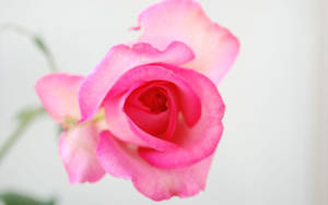 Roosblom Muurpapier
