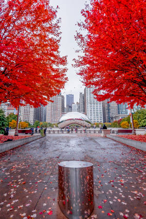 Die Bean Chicago Rooi Blare — Herfs Muurpapier