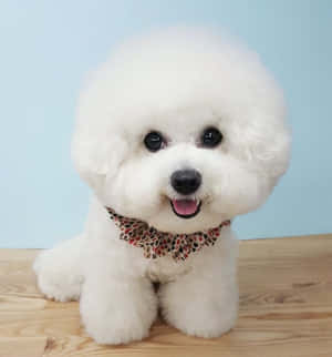Bichon Frise Prente — Helder Muurpapier