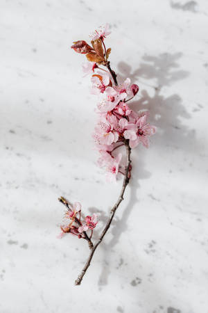 Pienk Blomme Esteties op Marmer Tafel — Blomfoon Muurpapier