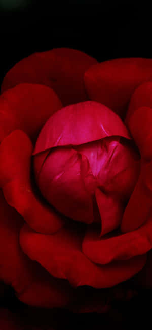 Rooi blom-agtergrond — Redmi 15C Muurpapier