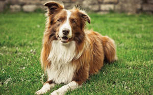 Hond wat op groen gras lê en na jou kyk tydens somer.