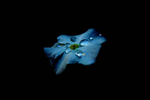 AMOLED-agtergrond van 'n blou blom met druppels op 'n swart agtergrond.