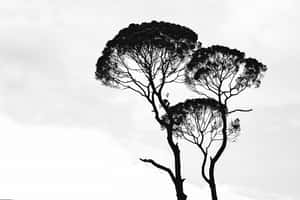 Swart en wit estetiese prente — Estetiese swart en wit Muurpapier