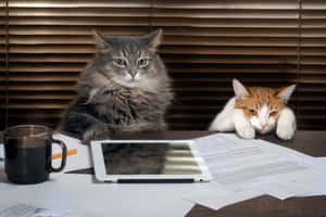 Grumpy Cat-foto's — MacBook Air M3 Muurpapier