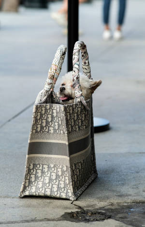 Dior Tote Bag With Puppy wallpaper — Galaxy Tab S10+ Muurpapier