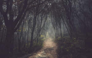 Donker Woud Agtergrond — Bos Muurpapier