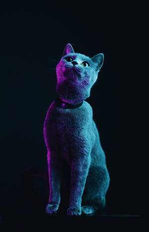 Donserige grys kat muurpapier — Galaxy Tab S10+ Muurpapier