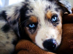 Australiese Herder Hondjies Prente