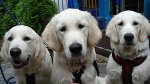 Drie volwasse roomkleurige Labrador honde voor 'n huis agtergrond