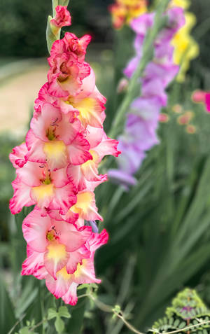 Driekleurige Gladiolus Blom agtergrond — Redmi Pad Muurpapier