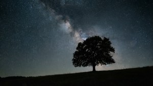 'n Minimalistiese naglandskap met 'n boom en sterrehemel, ideaal vir 'n rustige agtergrond.