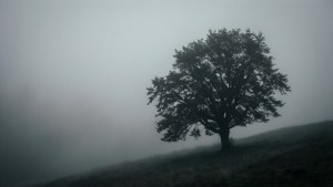 Eensame boom silhoeet in grys mis, atmosferiese en rustige agtergrondprent. — Grys esteties Muurpapier