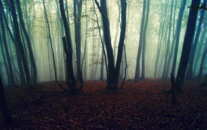 Donker Mistige Bos Met Gevalle Blare — Mistige bos Muurpapier