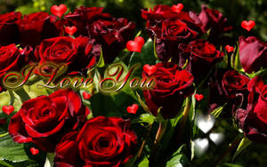 Ek Is Lief Vir Jou So Baie Met Rose — Ek is so lief vir jou Muurpapier