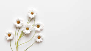 Aesthetic White-foto's — Esteties wit Muurpapier