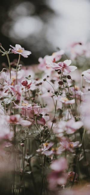 Estetiese iPhone X Pienk Blomme — Blom esteties Muurpapier