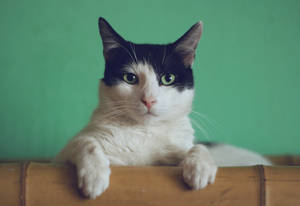 Estetiese Kat in Bamboes — Estetiese kat Muurpapier