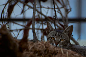 Estetiese Kat in Droë Gras — Estetiese kat Muurpapier
