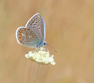 Skoenlapper Estetiese prente — Skoenlapper estetiese GIF Muurpapier