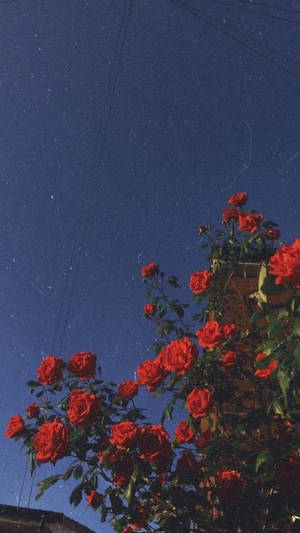 Estetiese rooi rose Iphone-agtergrond — iPhone estetiese Muurpapier