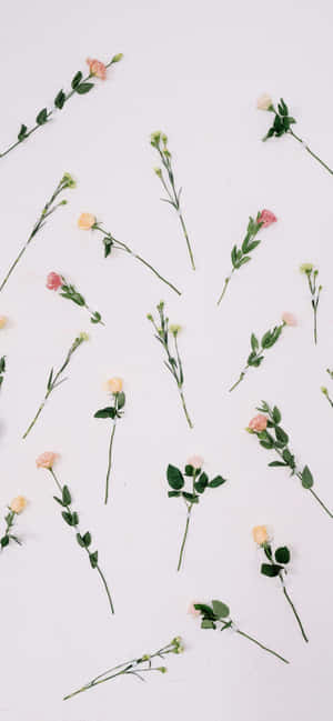 Estetiese Valentynsdag Lieflike Rose — Tecno Spark 40 Pro Muurpapier