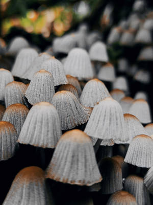 Fairy Bonnet Sampioen Esteties — Sampioen-estetiek Muurpapier