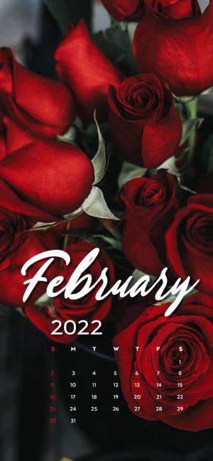 Februarie 2022 Rooi Rose Kalender-agtergrond — iPhone 16e Muurpapier
