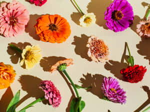 Florale Agtergrond — Bloem Muurpapier