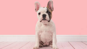 Franse Babetjie Bulldog in Pienk Kamer — Oulike hond Muurpapier